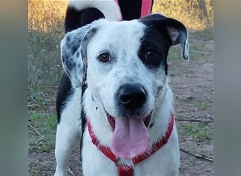 Cozza - Jungspund sucht aktive Menschen