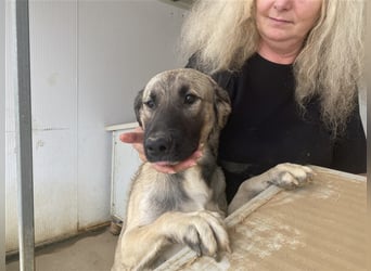 Monroe - souveräner Herzenshund