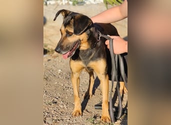 Lila - Powerhündin sucht sportliche Menschen