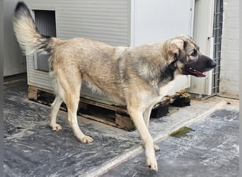 Monroe - souveräner Herzenshund