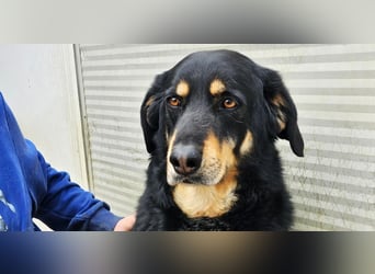 Mako - Vom Kuschelhund zurück ins Schneckenhaus