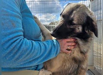 Monroe - souveräner Herzenshund