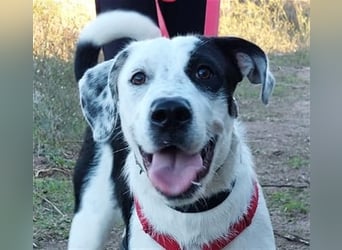 Cozza - Jungspund sucht aktive Menschen