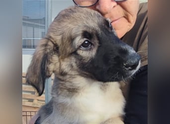 Monroe - souveräner Herzenshund