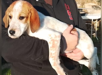 Tea - ein wahrer Sonnenschein