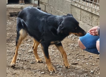 Mako - Vom Kuschelhund zurück ins Schneckenhaus