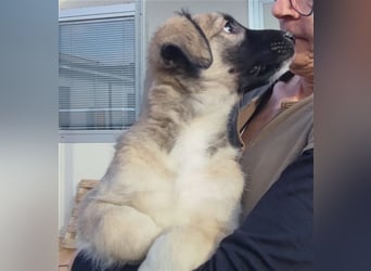 Monroe - souveräner Herzenshund