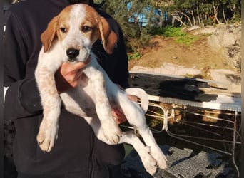 Tea - ein wahrer Sonnenschein