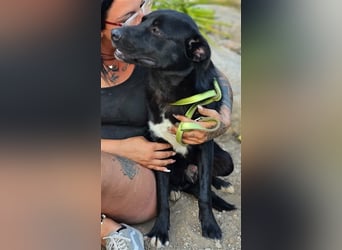 Fortunato - schwarze Schönheit sucht seine Menschen