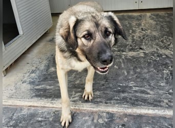 Monroe - souveräner Herzenshund