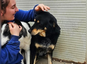 Mako - Vom Kuschelhund zurück ins Schneckenhaus