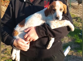 Tea - ein wahrer Sonnenschein