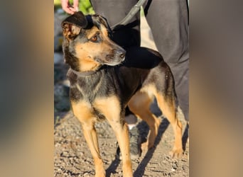 Lila - Powerhündin sucht sportliche Menschen
