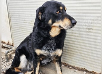 Mako - Vom Kuschelhund zurück ins Schneckenhaus