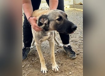 Monroe - souveräner Herzenshund