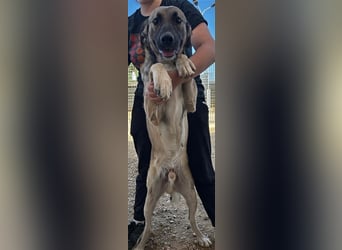 Monroe - souveräner Herzenshund