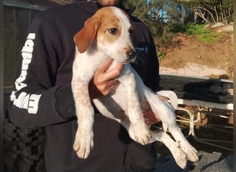 Tea - ein wahrer Sonnenschein