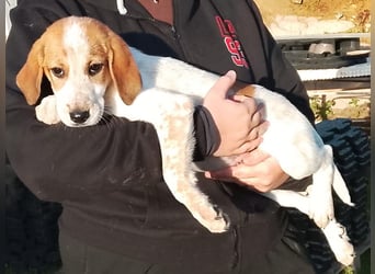 Tea - ein wahrer Sonnenschein