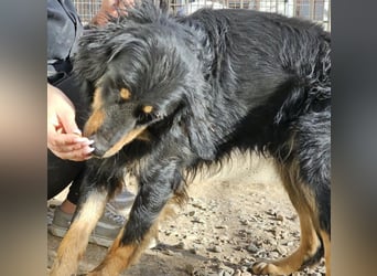 Mel -offen, menschenbezogen, aktiv