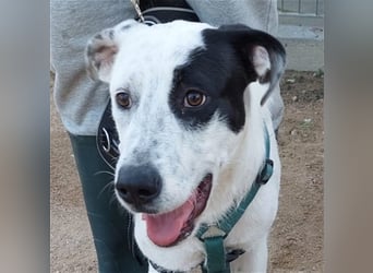 Cozza - Jungspund sucht aktive Menschen