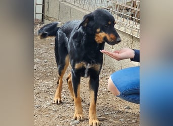 Mako - Vom Kuschelhund zurück ins Schneckenhaus
