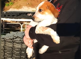 Tea - ein wahrer Sonnenschein