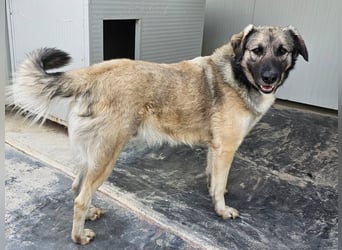 Monroe - souveräner Herzenshund