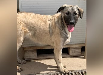 Monroe - souveräner Herzenshund