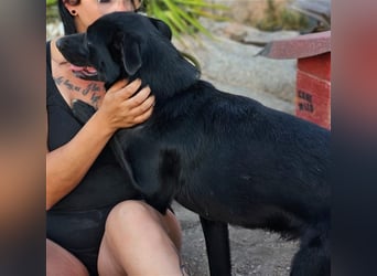 Fortunato - schwarze Schönheit sucht seine Menschen