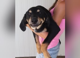 Mako - Vom Kuschelhund zurück ins Schneckenhaus