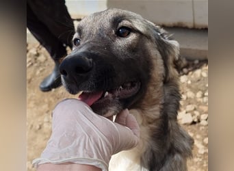 Monroe - souveräner Herzenshund