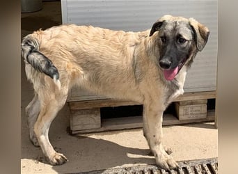 Monroe - souveräner Herzenshund