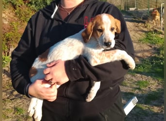 Tea - ein wahrer Sonnenschein