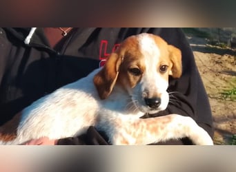 Tea - ein wahrer Sonnenschein