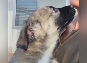 Monroe - souveräner Herzenshund