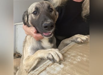 Monroe - souveräner Herzenshund