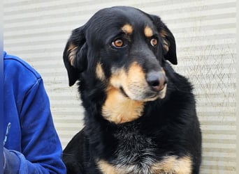 Mako - Vom Kuschelhund zurück ins Schneckenhaus