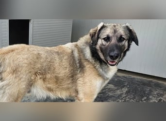 Monroe - souveräner Herzenshund