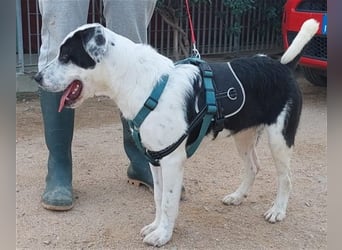 Cozza - Jungspund sucht aktive Menschen