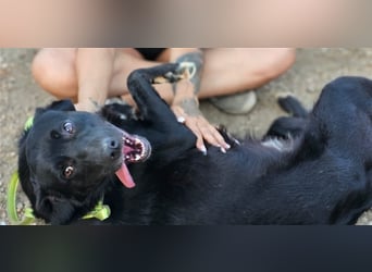Fortunato - schwarze Schönheit sucht seine Menschen