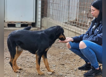 Mako - Vom Kuschelhund zurück ins Schneckenhaus