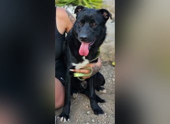 Fortunato - schwarze Schönheit sucht seine Menschen