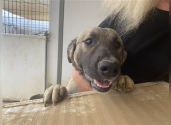 Monroe - souveräner Herzenshund