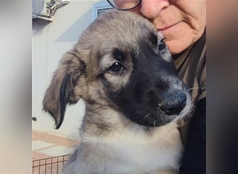 Monroe - souveräner Herzenshund