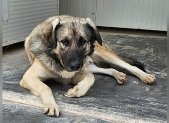 Monroe - souveräner Herzenshund