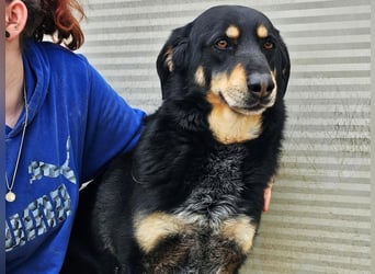 Mako - Vom Kuschelhund zurück ins Schneckenhaus