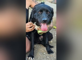 Fortunato - schwarze Schönheit sucht seine Menschen