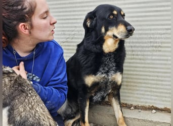 Mako - Vom Kuschelhund zurück ins Schneckenhaus