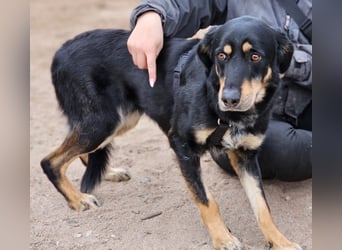 Mako - Vom Kuschelhund zurück ins Schneckenhaus