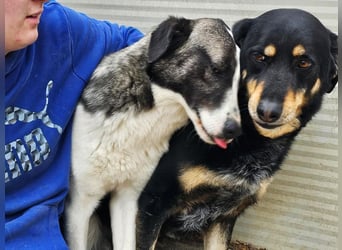 Mako - Vom Kuschelhund zurück ins Schneckenhaus